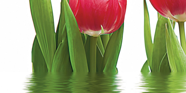 Tulpany_06-01-1-64-04-21-160-0_3 Декор Тюльпаны (панно из 6-ти) 1000х750х9 фото