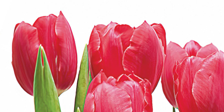 Tulpany_06-01-1-64-04-21-160-0_1 Декор Тюльпаны (панно из 6-ти) 1000х750х9 - фото