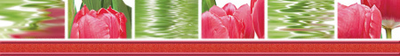 Бордюр Тюльпаны 500х70х9 - фото