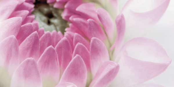 Violetta_06-01-1-64-04-51-333-0_4 Декор Виолетта (панно из 6-ти) 1000х750х9 фото