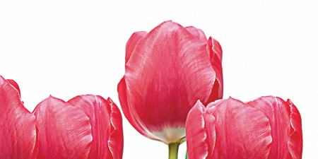 Tulpany_06-01-1-64-04-21-160-0_2 Декор Тюльпаны (панно из 6-ти) 1000х750х9 - фото