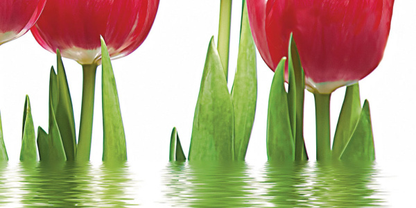 Tulpany_06-01-1-64-04-21-160-0_4 Декор Тюльпаны (панно из 6-ти) 1000х750х9 фото