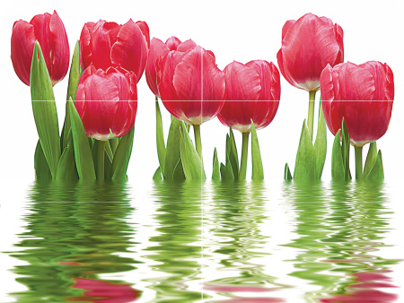 Тюльпаны_06-01-1-64-04-21-160-0_1000х750_Г_ЦОК_02 Декор Тюльпаны (панно из 6-ти) 1000х750х9 - фото